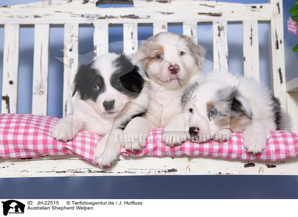 Australian Shepherd Welpen / Australian Shepherd Puppies / JH-22515
