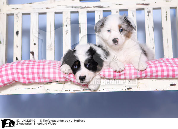 2 Australian Shepherd Welpen / 2 Australian Shepherd Puppies / JH-22516