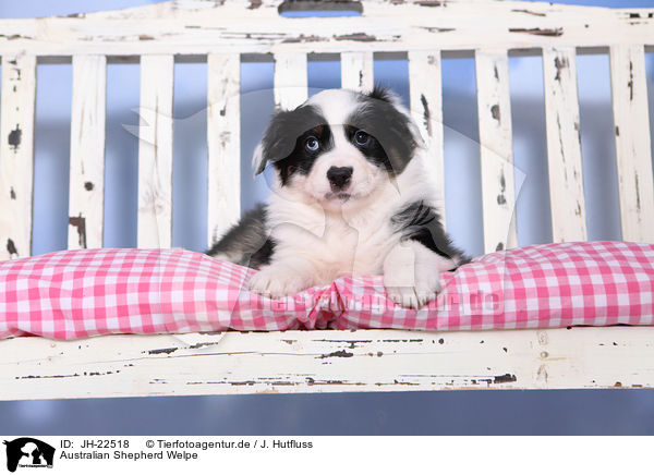 Australian Shepherd Welpe / Australian Shepherd Puppy / JH-22518