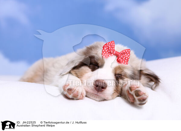 Australian Shepherd Welpe / JH-22525