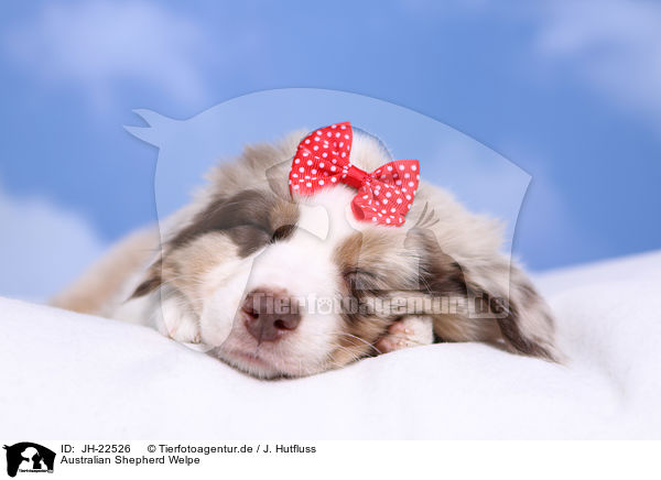 Australian Shepherd Welpe / JH-22526