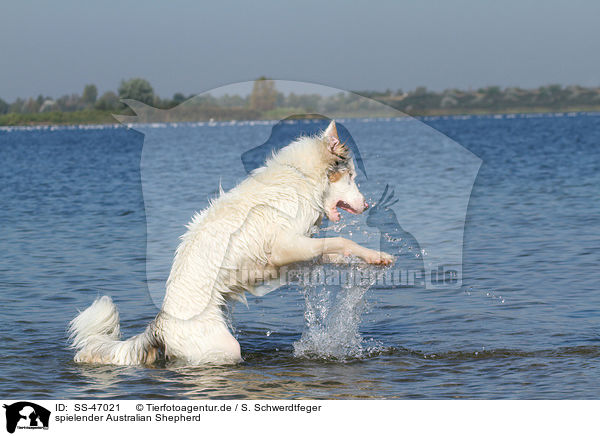 spielender Australian Shepherd / playing Australian Shepherd / SS-47021
