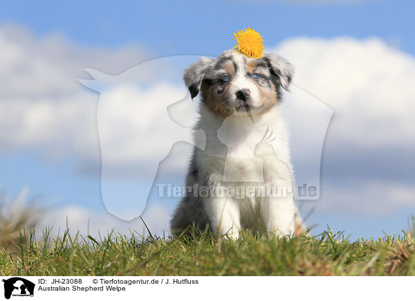 Australian Shepherd Welpe / JH-23088