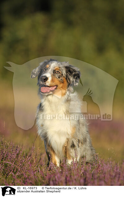 sitzender Australian Shepherd / sitting Australian Shepherd / KL-16973