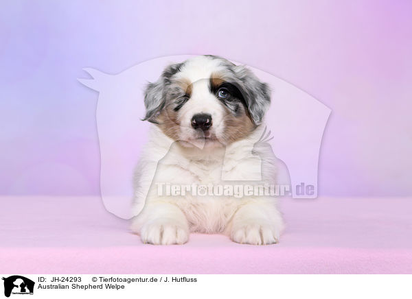 Australian Shepherd Welpe / JH-24293
