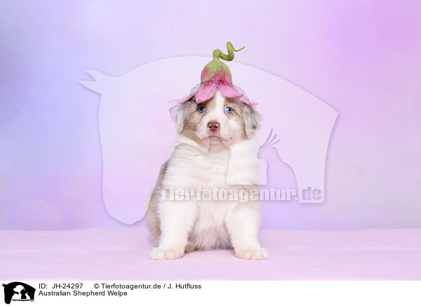 Australian Shepherd Welpe / JH-24297