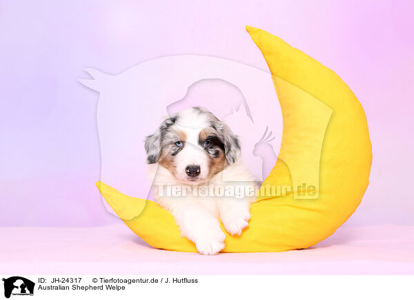 Australian Shepherd Welpe / JH-24317