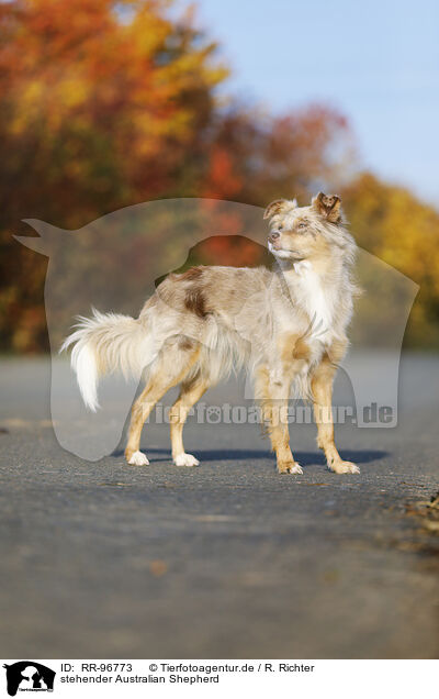 stehender Australian Shepherd / standing Australian Shepherd / RR-96773