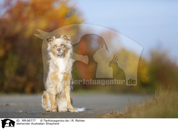 stehender Australian Shepherd / standing Australian Shepherd / RR-96777