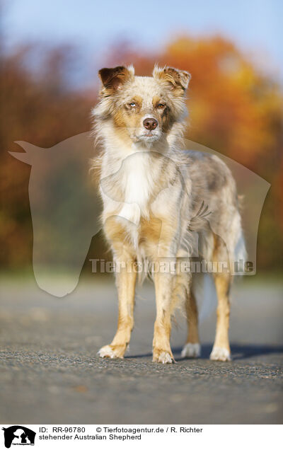 stehender Australian Shepherd / standing Australian Shepherd / RR-96780