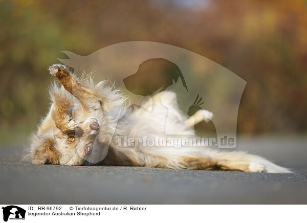 liegender Australian Shepherd / lying Australian Shepherd / RR-96792