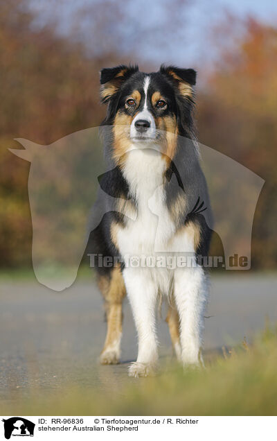 stehender Australian Shepherd / standing Australian Shepherd / RR-96836