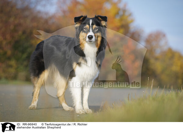 stehender Australian Shepherd / standing Australian Shepherd / RR-96840