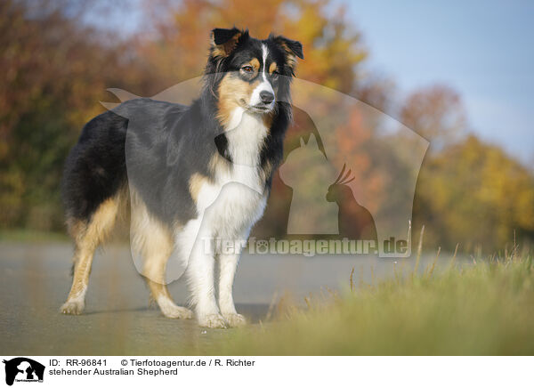 stehender Australian Shepherd / standing Australian Shepherd / RR-96841