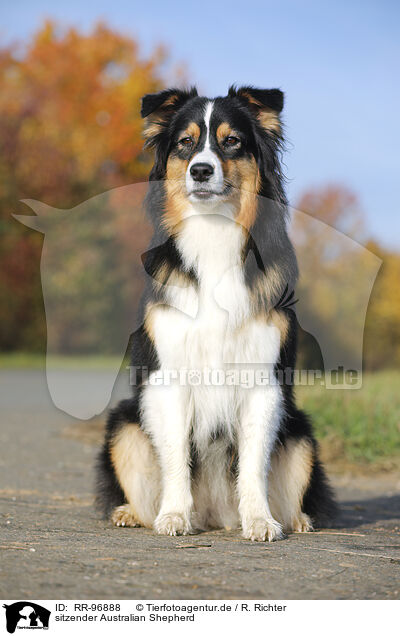 sitzender Australian Shepherd / sitting Australian Shepherd / RR-96888