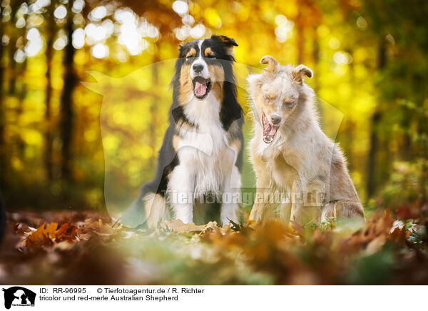tricolor und red-merle Australian Shepherd / RR-96995