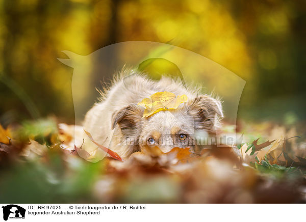 liegender Australian Shepherd / RR-97025
