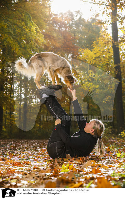 stehender Australian Shepherd / standing Australian Shepherd / RR-97109