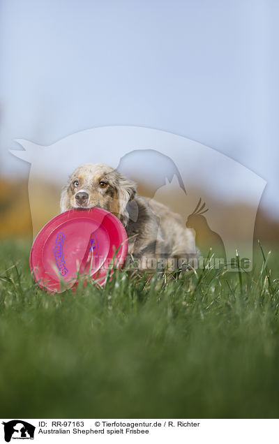 Australian Shepherd spielt Frisbee / RR-97163