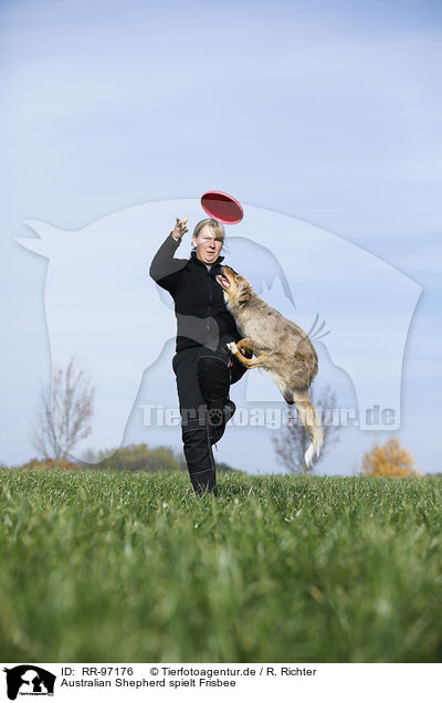 Australian Shepherd spielt Frisbee / RR-97176