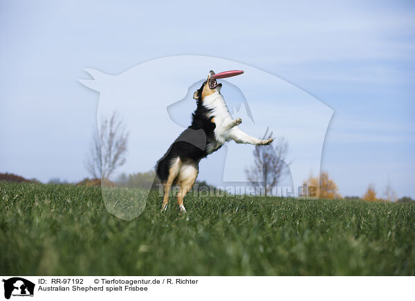 Australian Shepherd spielt Frisbee / RR-97192