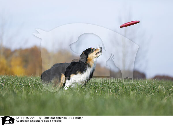 Australian Shepherd spielt Frisbee / Australian Shepherd plays frisbee / RR-97204