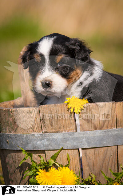 Australian Shepherd Welpe in Holzbottich / Australian Shepherd Puppy in wooden tub / MW-01101