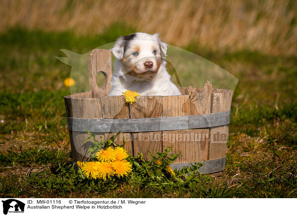 Australian Shepherd Welpe in Holzbottich / Australian Shepherd Puppy in wooden tub / MW-01116