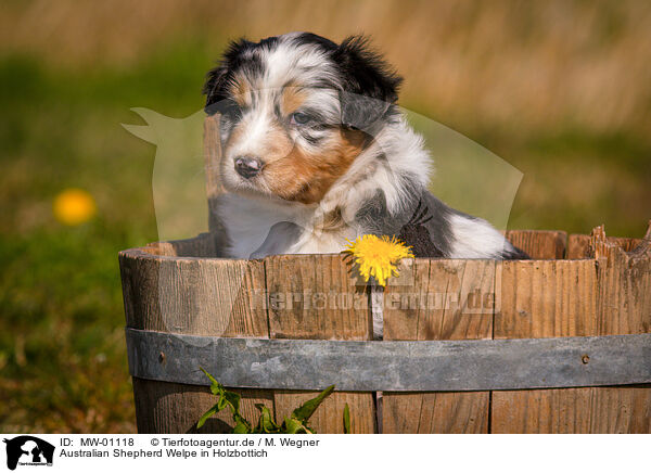 Australian Shepherd Welpe in Holzbottich / Australian Shepherd Puppy in wooden tub / MW-01118