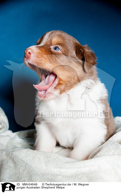 junger Australian Shepherd Welpe / young Australian Shepherd Puppy / MW-04646