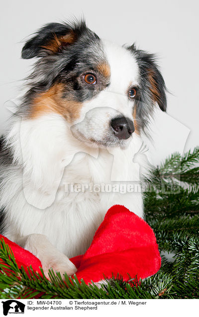 liegender Australian Shepherd / lying Australian Shepherd / MW-04700
