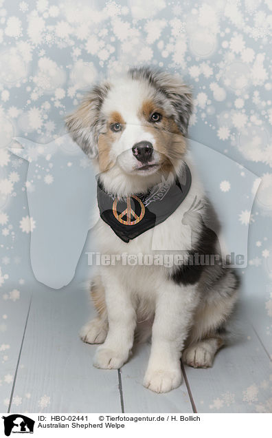 Australian Shepherd Welpe / Australian Shepherd Puppy / HBO-02441