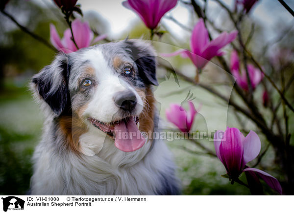Australian Shepherd Portrait / Australian Shepherd Portrait / VH-01008