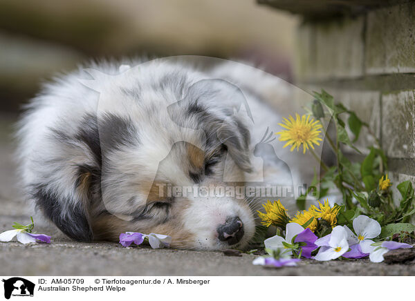 Australian Shepherd Welpe / Australian Shepherd Puppy / AM-05709