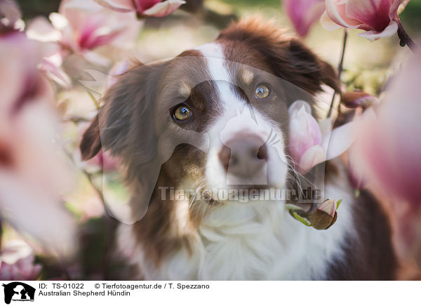 Australian Shepherd Hndin / female Australian Shepherd / TS-01022