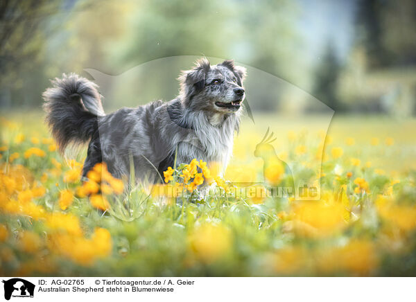 Australian Shepherd steht in Blumenwiese / Australian Shepherd stands in flower meadow / AG-02765