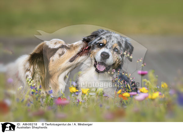 Australian Shepherds / AM-06218