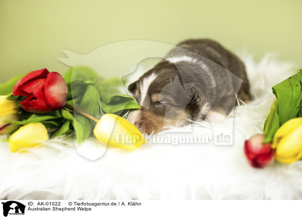 Australian Shepherd Welpe / Australian Shepherd Puppy / AK-01022