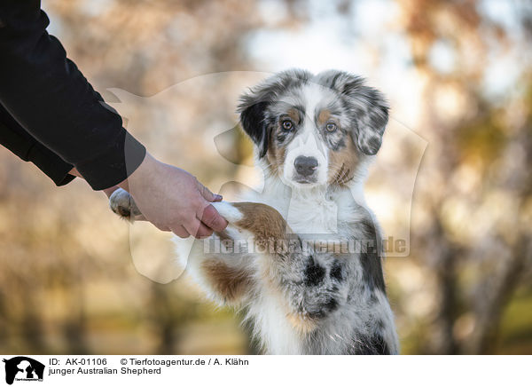 junger Australian Shepherd / young Australian Shepherd / AK-01106