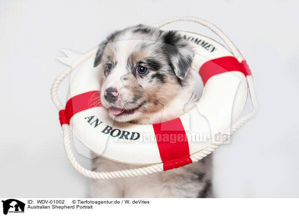 Australian Shepherd Portrait / Australian Shepherd portrait / WDV-01002