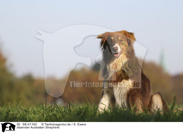 sitzender Australian Shepherd / SE-01162
