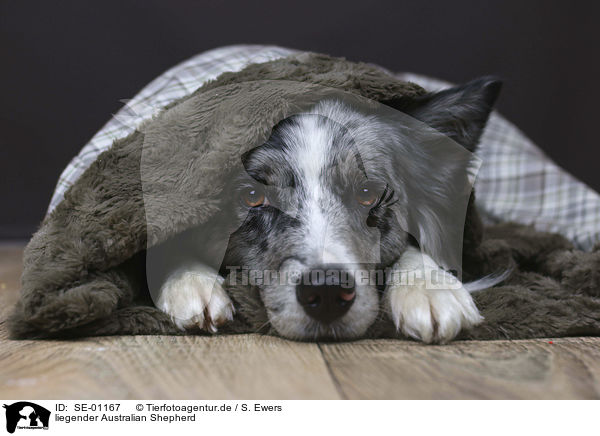 liegender Australian Shepherd / lying Australian Shepherd / SE-01167