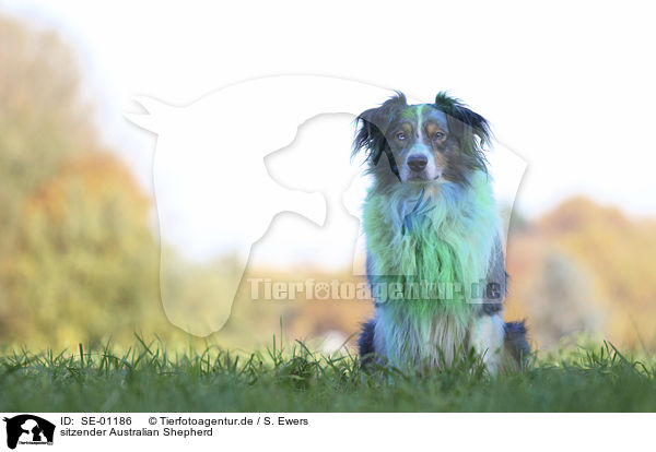 sitzender Australian Shepherd / sitting Australian Shepherd / SE-01186