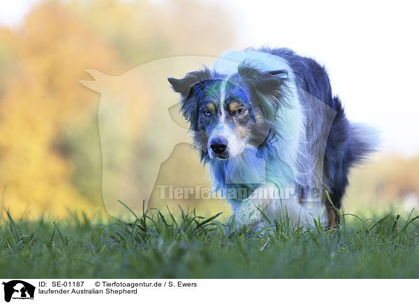 laufender Australian Shepherd / SE-01187