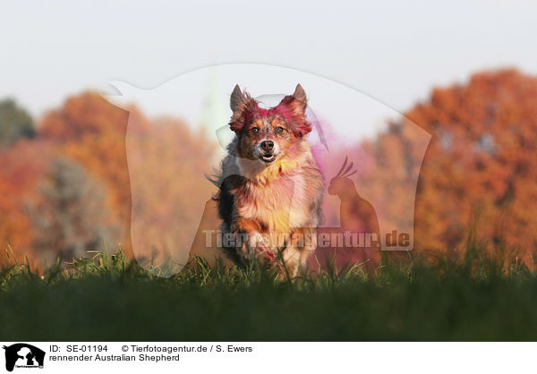 rennender Australian Shepherd / running Australian Shepherd / SE-01194