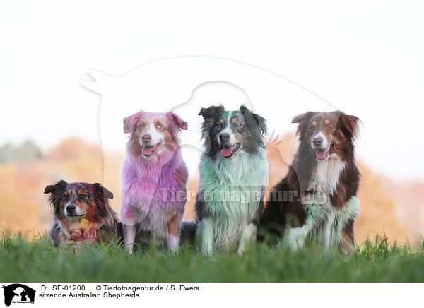 sitzende Australian Shepherds / SE-01200