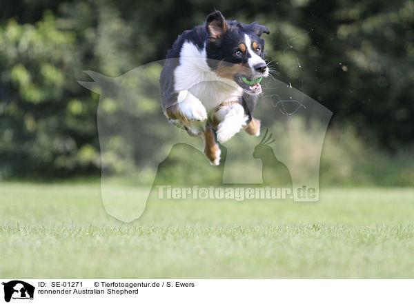 rennender Australian Shepherd / running Australian Shepherd / SE-01271