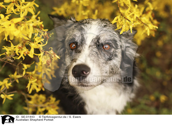 Australian Shepherd Portrait / SE-01443