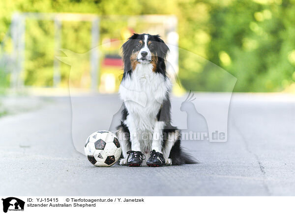 sitzender Australian Shepherd / sitting Australian Shepherd / YJ-15415