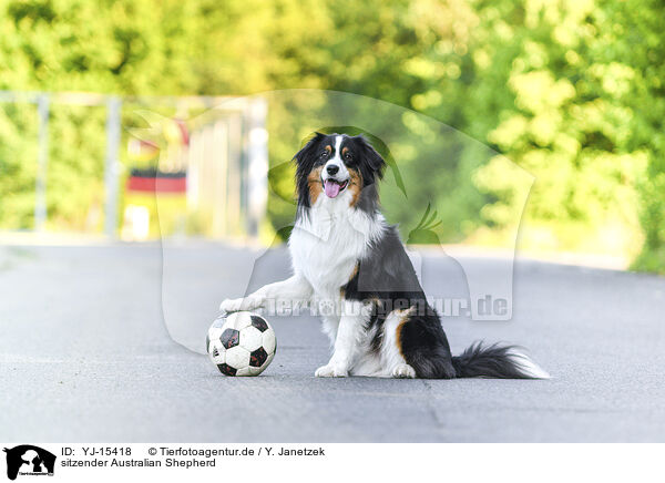 sitzender Australian Shepherd / sitting Australian Shepherd / YJ-15418
